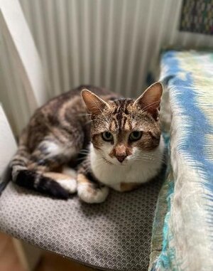 Adopter St brice
