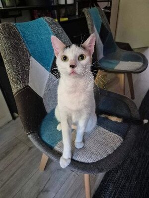 Adopter Stitch