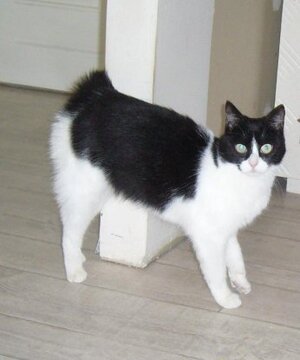 Adopter Sucrette
