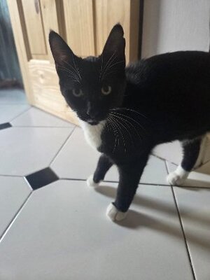 Adopter Sultan