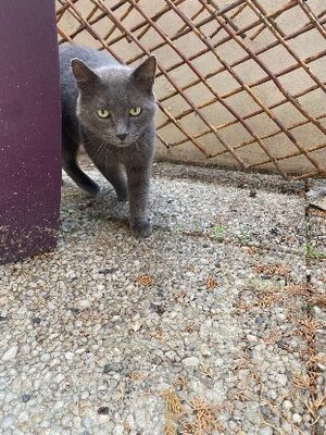 Adopter Sultan fiv +