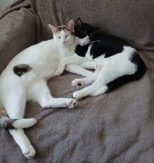 Adopter Summer & spring