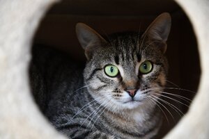Adopter Suroit