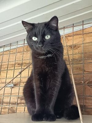 Adopter Sushi