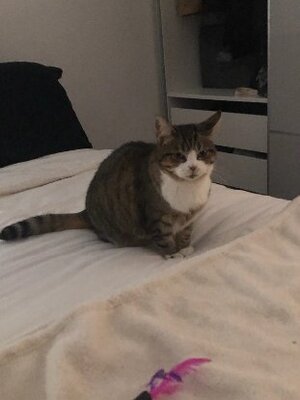 Adopter Suzie