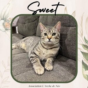 Adopter Sweet