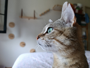 Adopter Sweetie