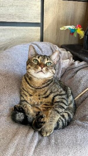 Adopter Swing