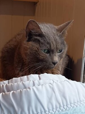 Adopter Sylver