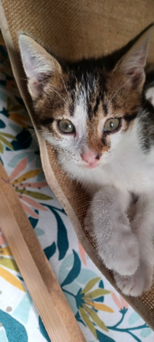 Adopter Tabasco