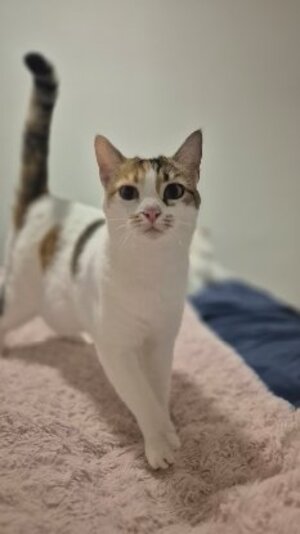 Adopter Tagada