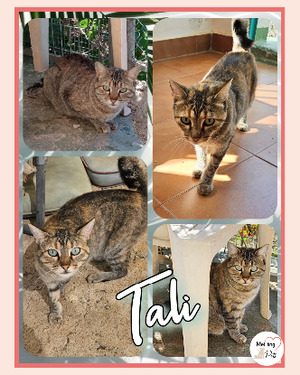 Adopter Tali