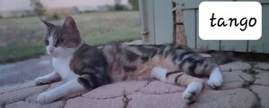 Adopter Tango et tao