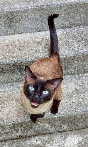 Adopter Tchan