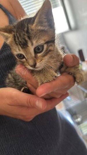 Adopter Tedy