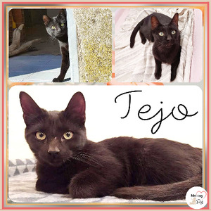 Adopter Tejo