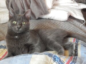 Adopter Telly