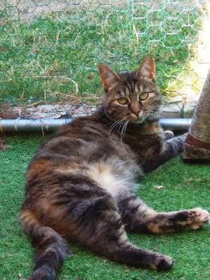 Adopter Tequila