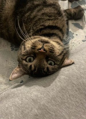 Adopter Thad