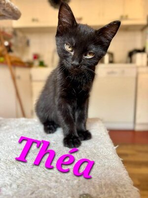 Adopter Théa