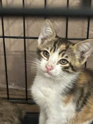 Adopter Thelma