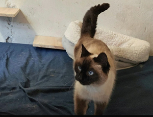 Adopter Thelma