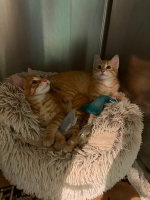 Adopter Theodore et brittany
