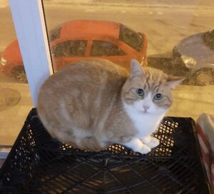 Adopter Thor