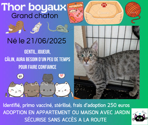 Adopter Thor boyaux