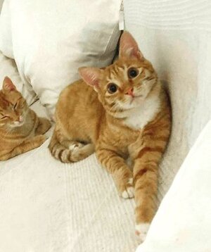 Adopter Tibi
