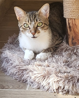 Adopter Ticoeur