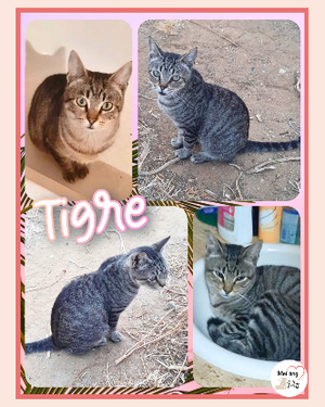 Adopter Tigre