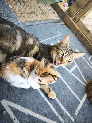 Adopter Tigresse