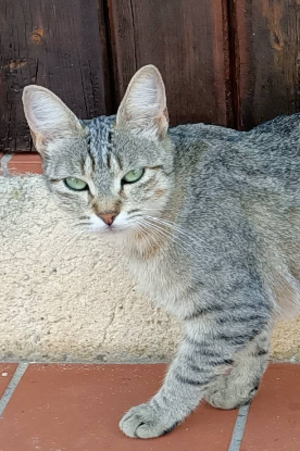 Adopter Tigresse