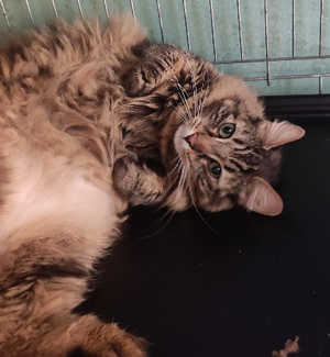 Adopter Tigrou 2