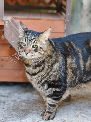 Adopter Tigrou