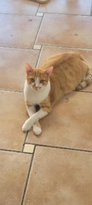 Adopter Tino