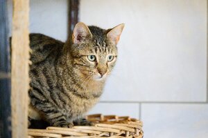 Adopter Tisha