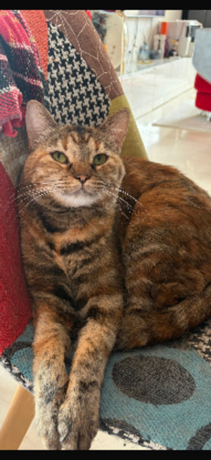Adopter Titi