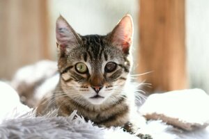 Adopter Tobiscuit