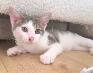 Adopter Tofu
