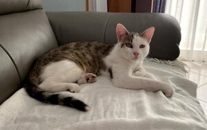 Adopter Tom