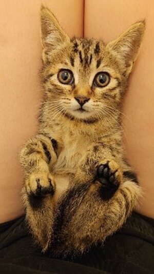 Adopter Tomi