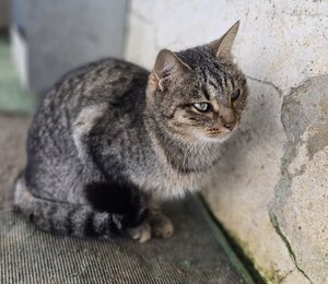 Adopter Toni