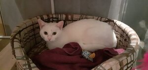 Adopter Topaze