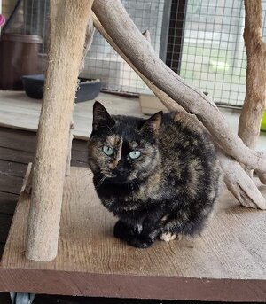 Adopter Torphée