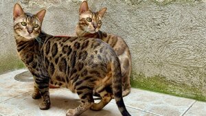 Adopter Trevor et topaze