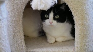 Adopter Triska