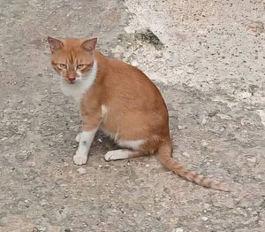 Adopter Tristan
