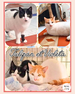 Adopter Tulipan et violeta